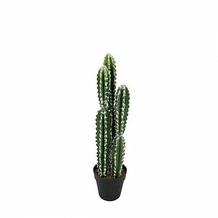 ΚΑΚΤΟΣ ΣΕ ΓΛΑΣΤΡΑ – Υ58cm