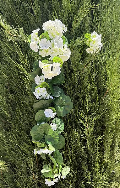 ΡΙΖΑ ΒΙΓΟΝΙΑ ΕΚΡΟΥ Y75CM