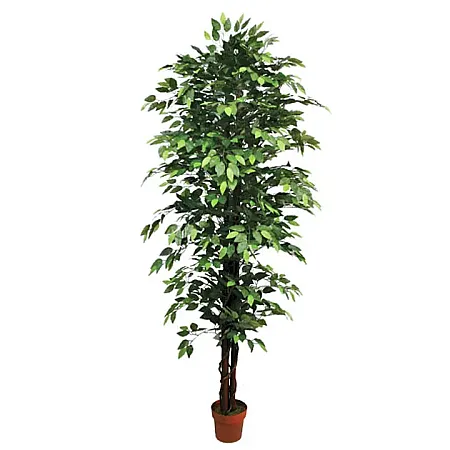 Δέντρο Μπενζαμιν Πράσινο σε Γλάστρα 210cm