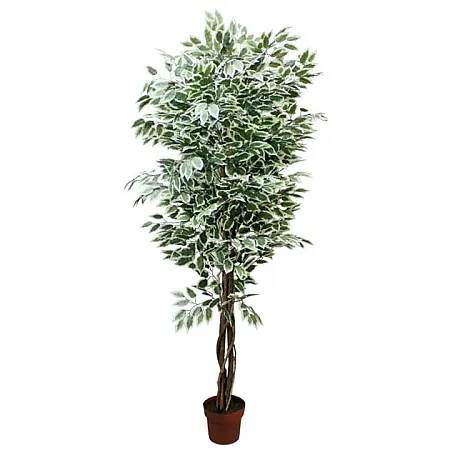 Δέντρο Μπενζαμιν Δίχρωμο σε Γλάστρα 210cm