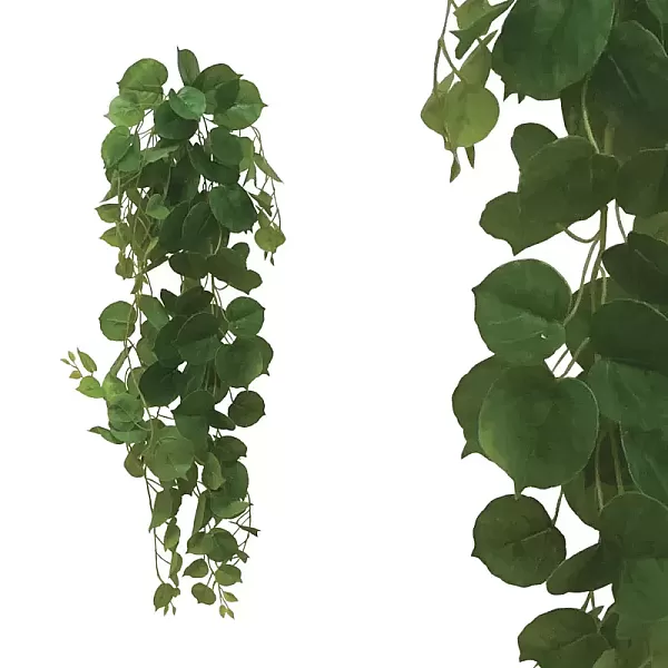 Κρεμαστή Ρίζα Πεπερομια Πρασινο 76cm