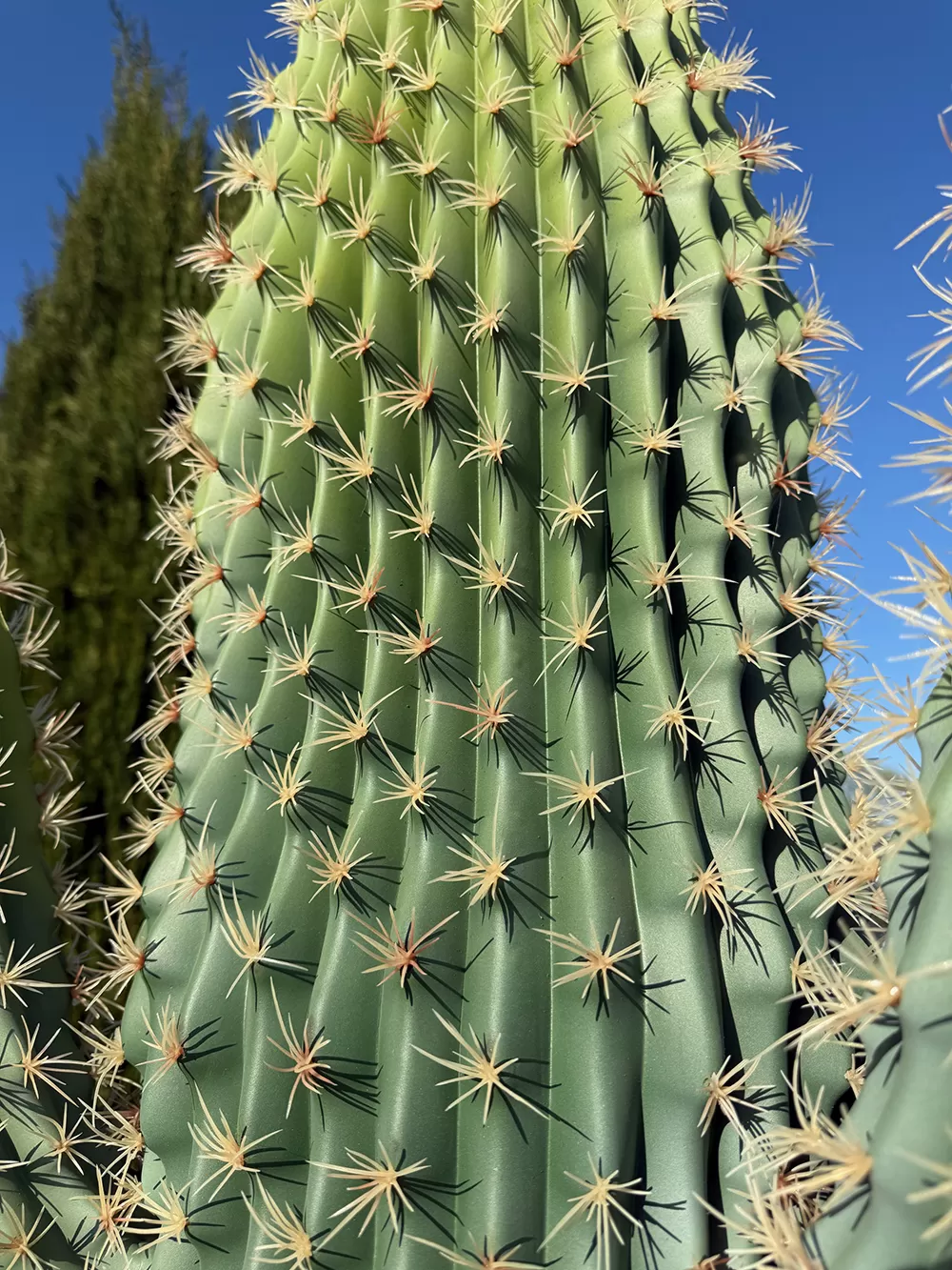 Τεχνητός κάκτος τεράστιος 233cm σε μοντέρνα γλάστρα EVA