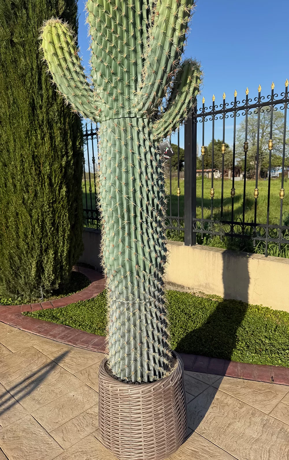 Τεχνητός κάκτος τεράστιος 233cm σε μοντέρνα γλάστρα EVA
