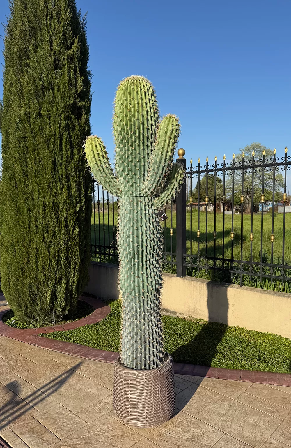 Τεχνητός κάκτος τεράστιος 233cm σε μοντέρνα γλάστρα EVA