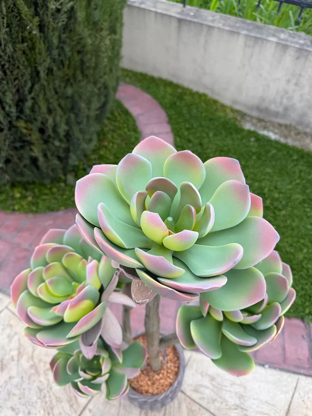 Τεχνητός κάκτος 109cm σε μοντέρνα γλάστρα EVA