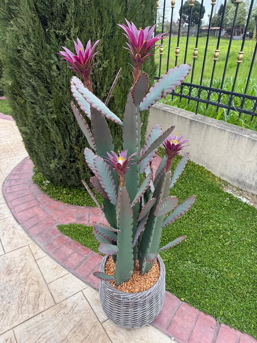 Τεχνητός κάκτος παγώνι Epiphyllum  140cm σε μοντέρνα γλάστρα EVA