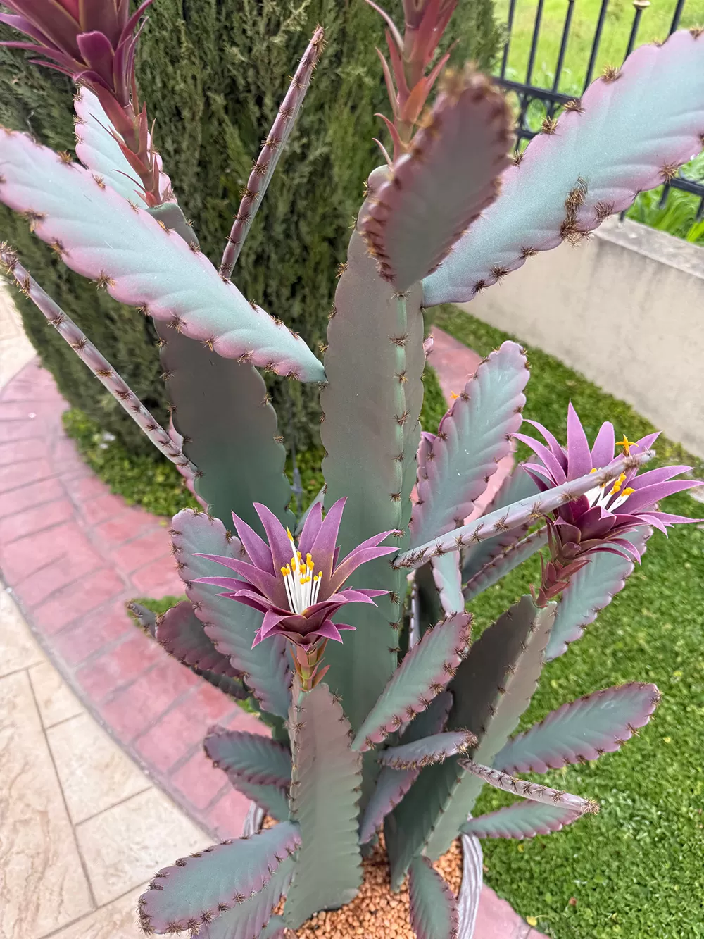 Τεχνητός κάκτος παγώνι Epiphyllum  140cm σε μοντέρνα γλάστρα EVA