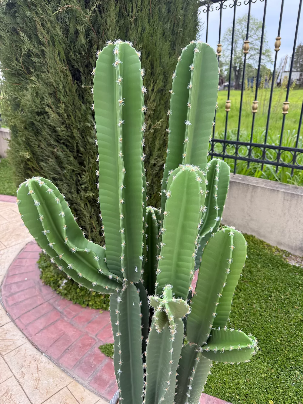 Τεχνητός κάκτος 144cm σε μοντέρνα γλάστρα EVA