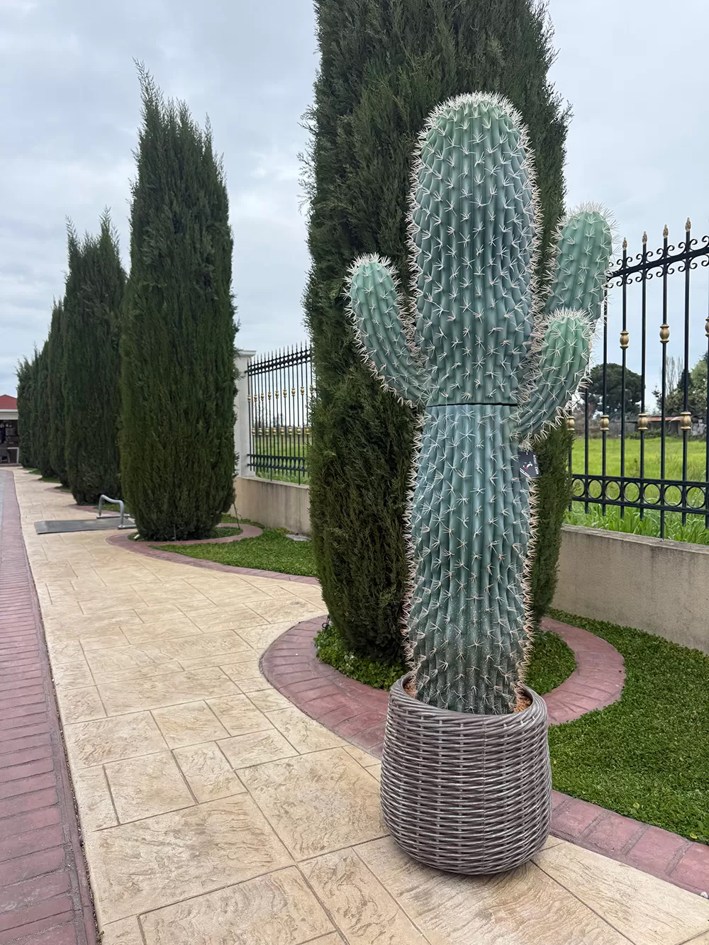 Τεχνητός κάκτος 195cm σε μοντέρνα γλάστρα EVA