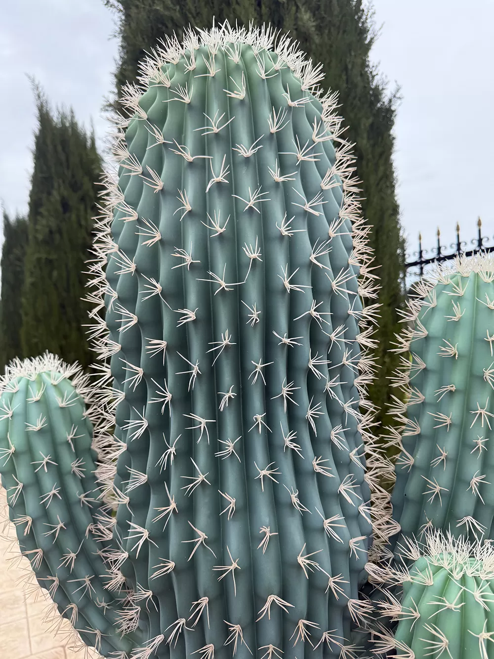 Τεχνητός κάκτος 195cm σε μοντέρνα γλάστρα EVA