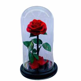 Παντοτινό τριαντάφυλλο   Αποχυμωμένο Αγάπης σε Γυάλα - Κόκκινο 19cm